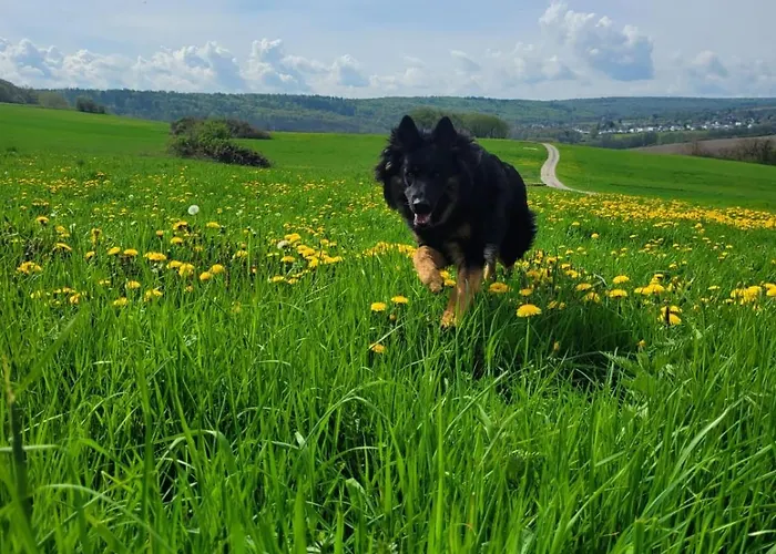 Westerwaldblick Grosszuegige Wohlfuehloase Mit Terrasse Apartment *